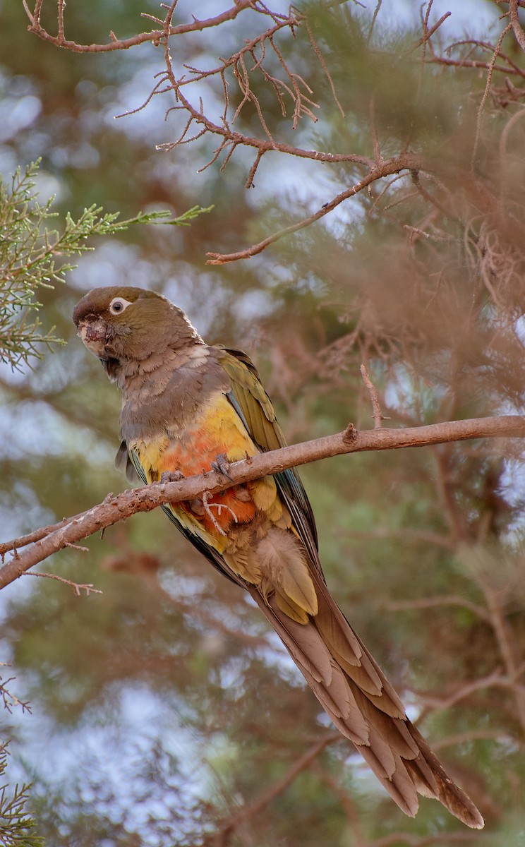 Conure de Patagonie - ML624464989