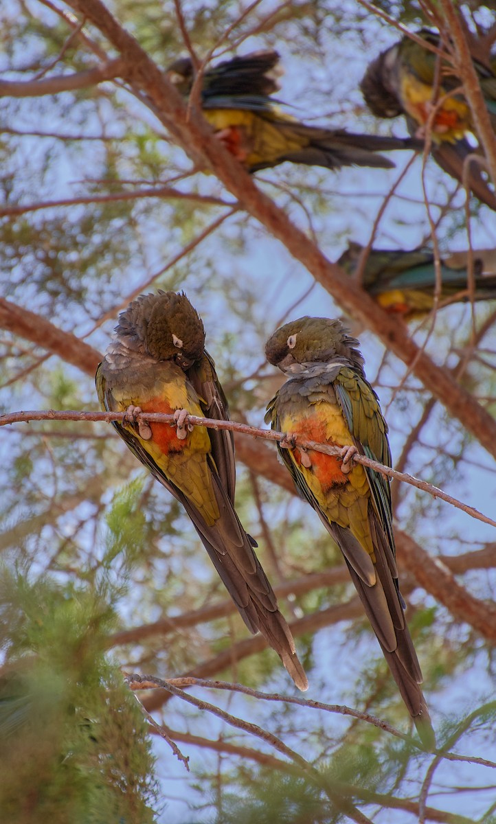 Conure de Patagonie - ML624464990