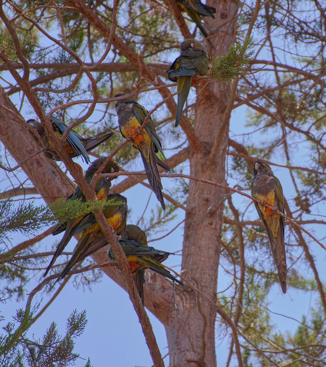 Conure de Patagonie - ML624464991