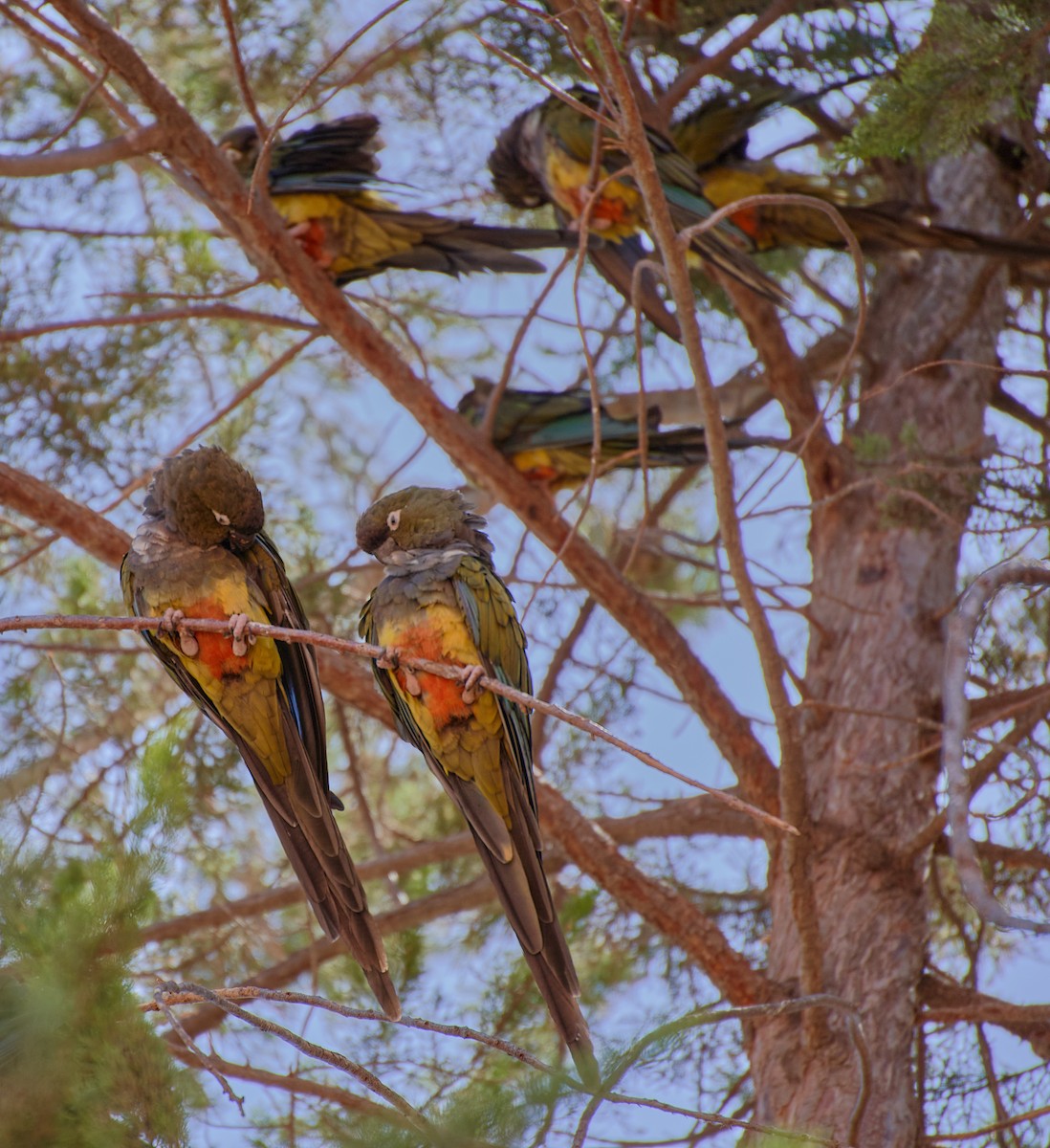 Conure de Patagonie - ML624464992