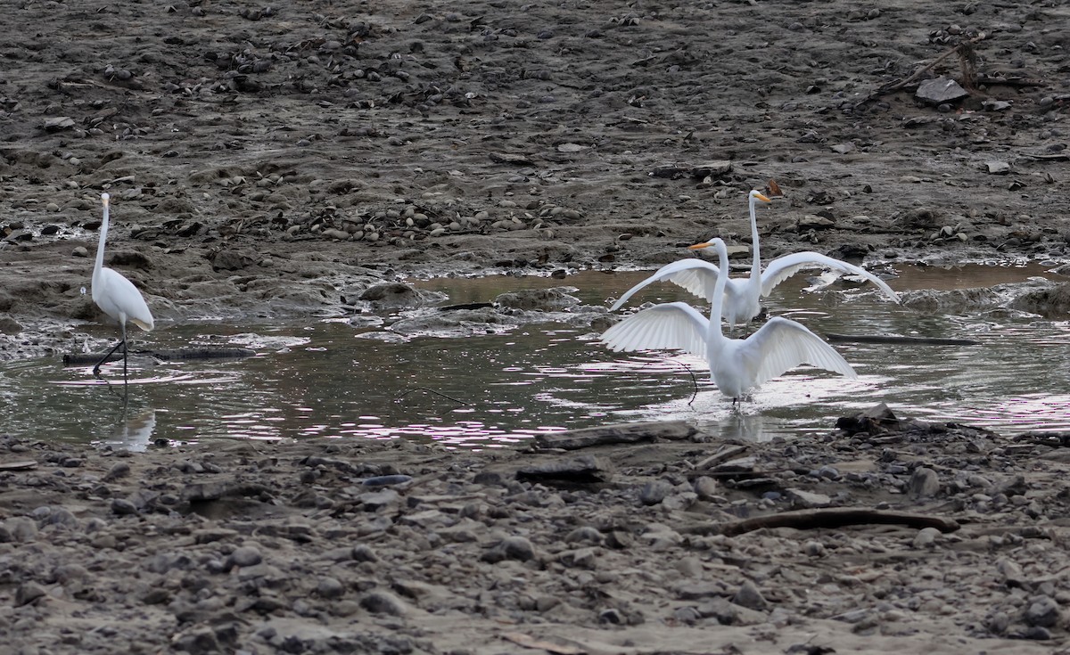 Great Egret - ML624464996