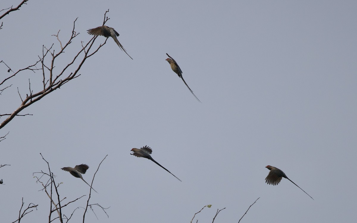 Red-faced Mousebird - ML624465011