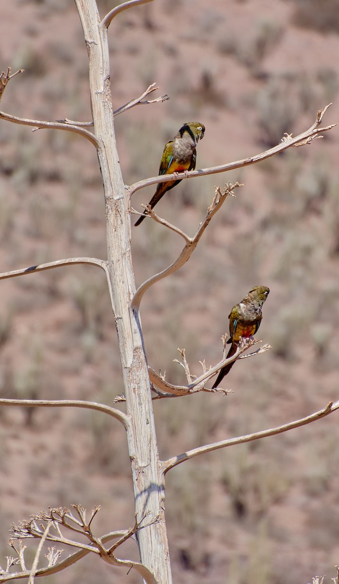 Conure de Patagonie - ML624465015