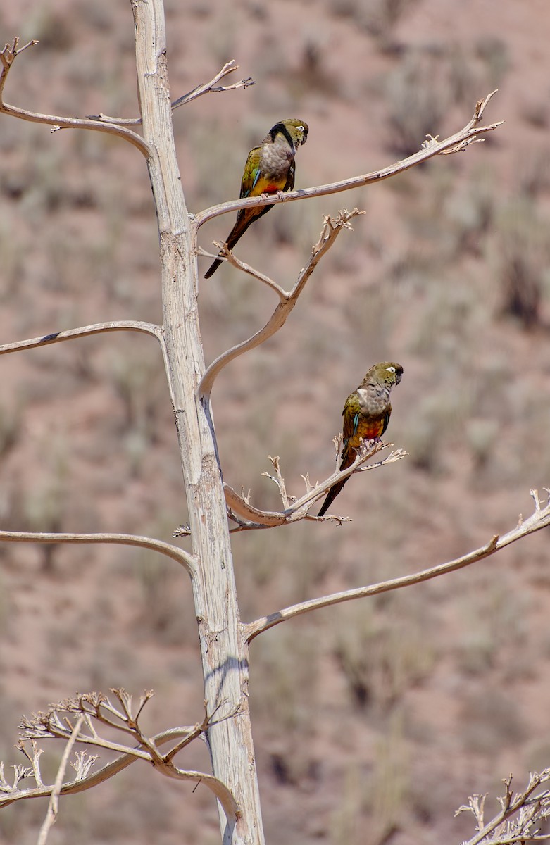 Conure de Patagonie - ML624465016