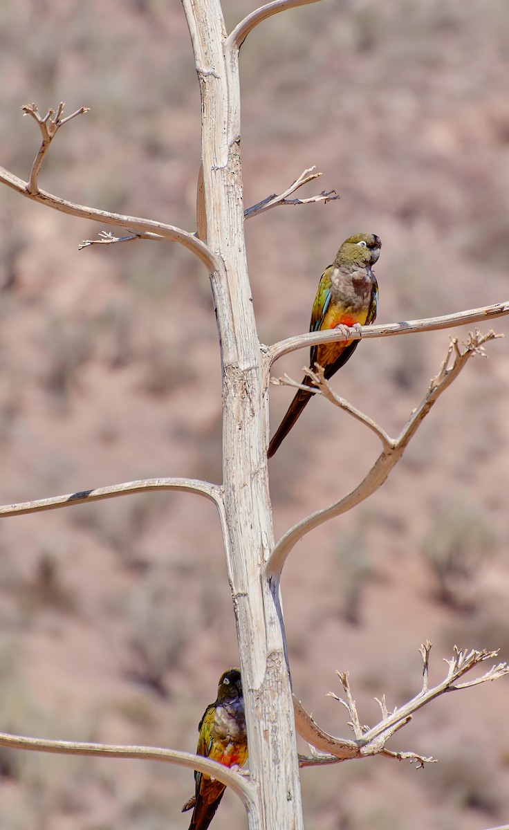 Conure de Patagonie - ML624465017