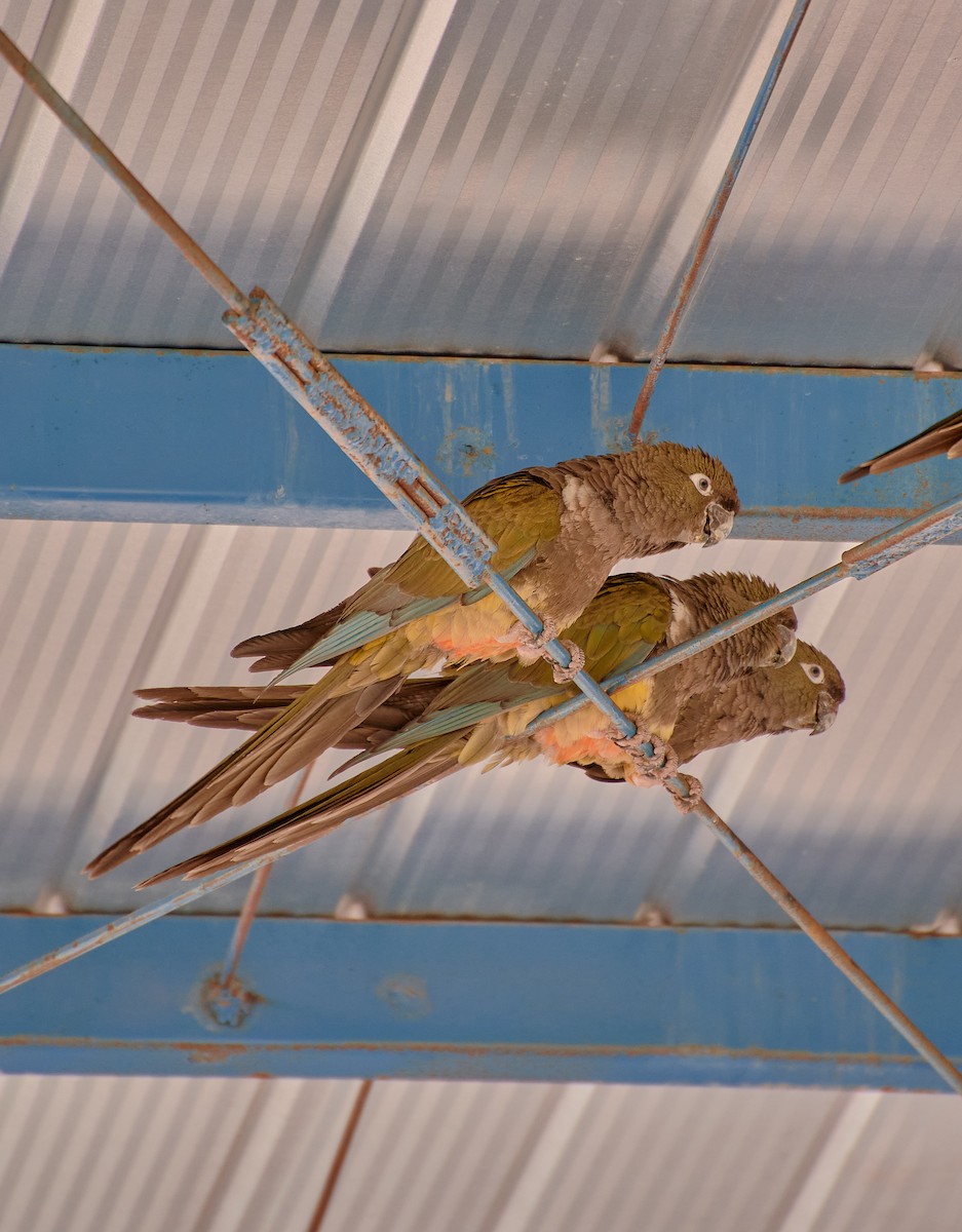 Conure de Patagonie - ML624465040