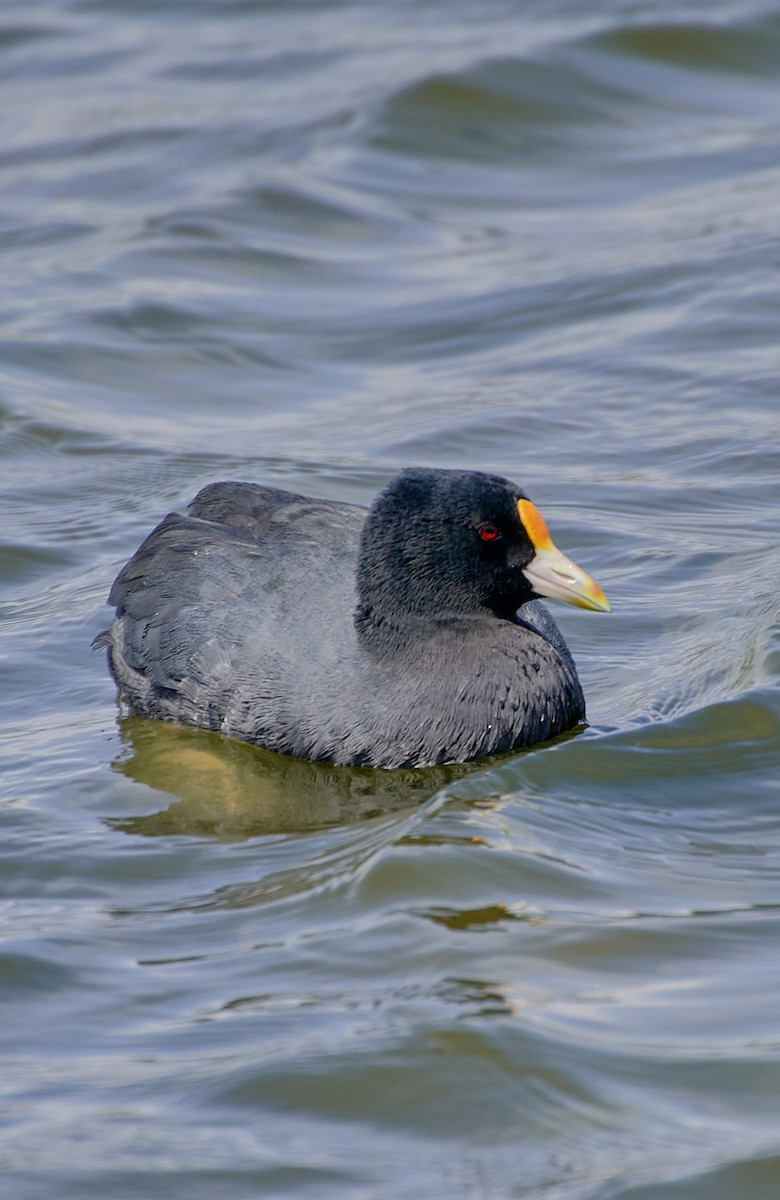 White-winged Coot - ML624465084