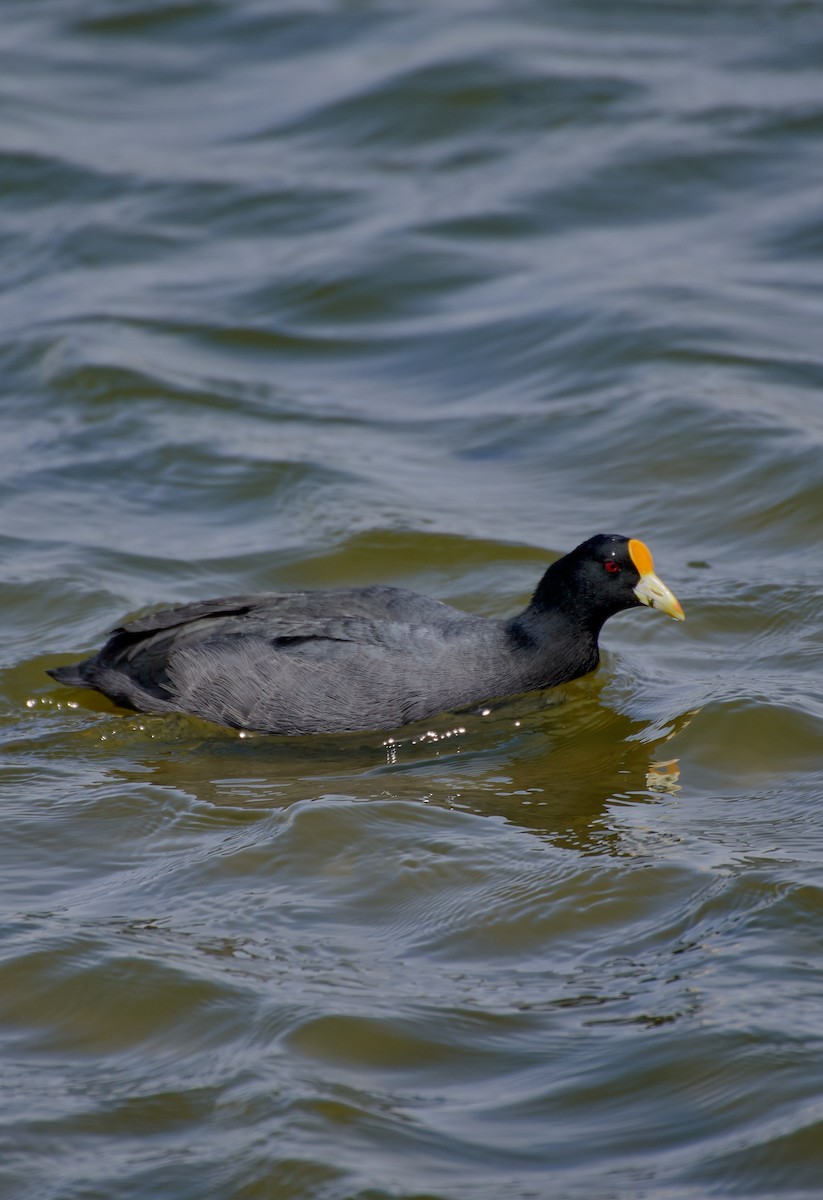 White-winged Coot - ML624465085