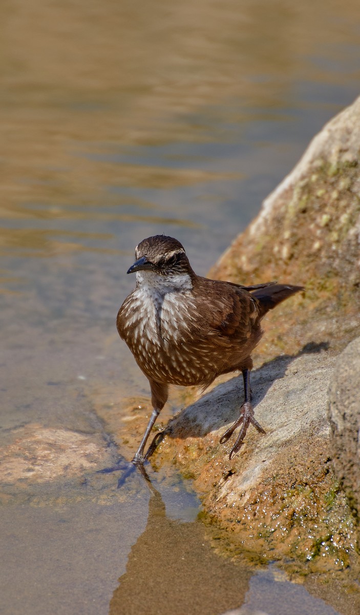 Seaside Cinclodes - ML624465102