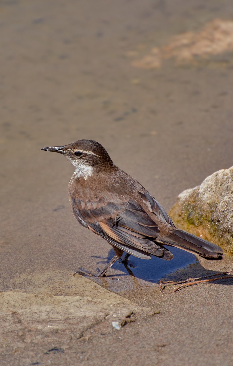 Seaside Cinclodes - ML624465105