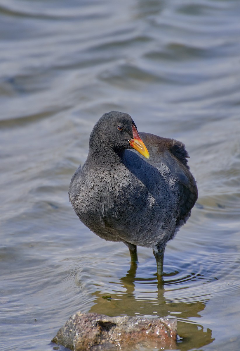 Red-fronted Coot - ML624465135