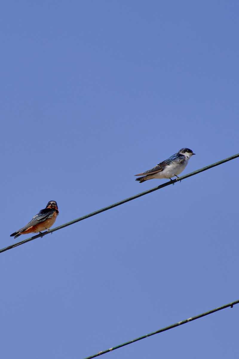 Chilean Swallow - ML624465188