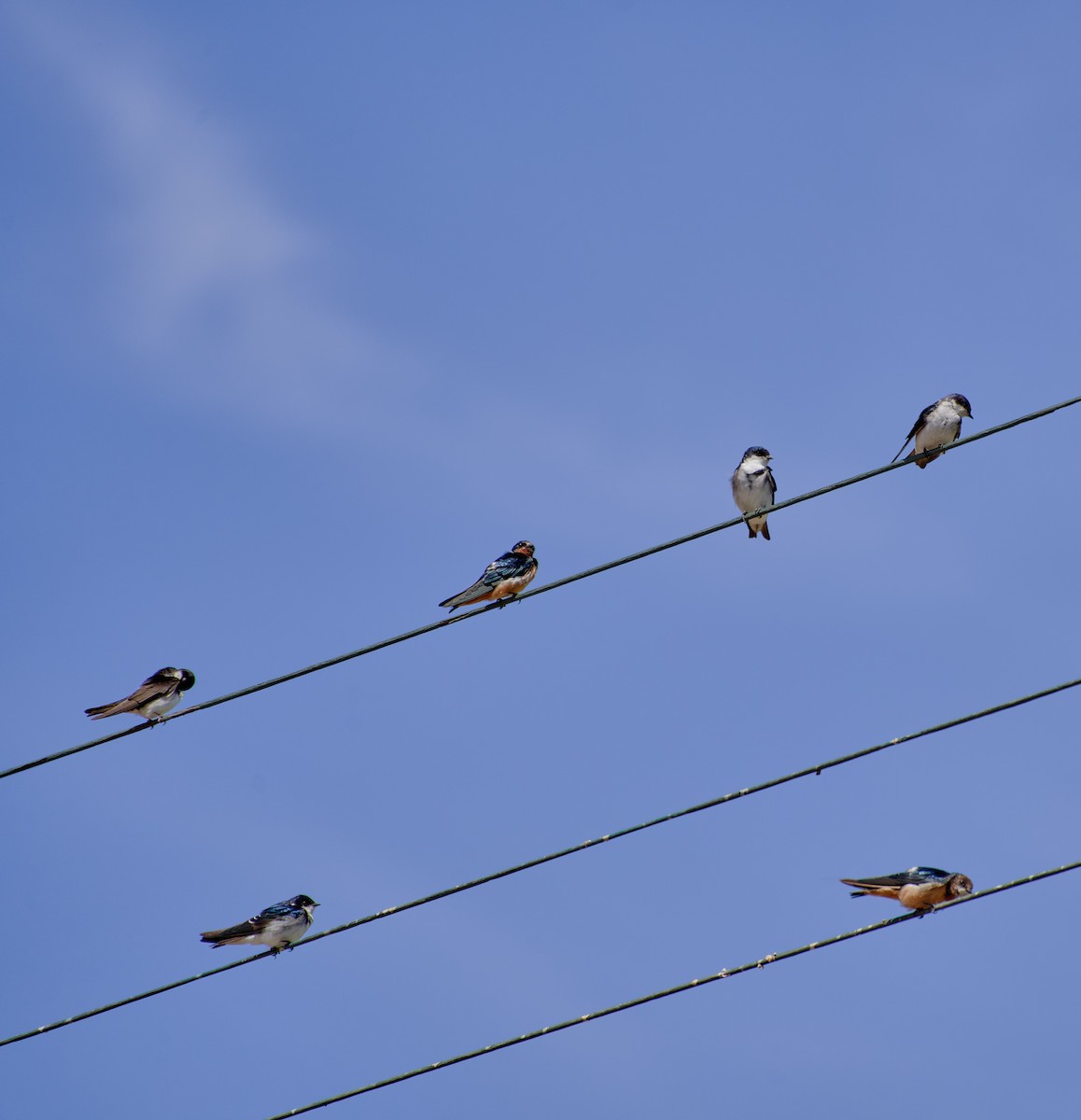 Chilean Swallow - ML624465189