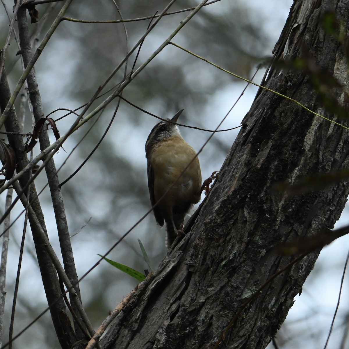 Carolina Wren - ML624465259