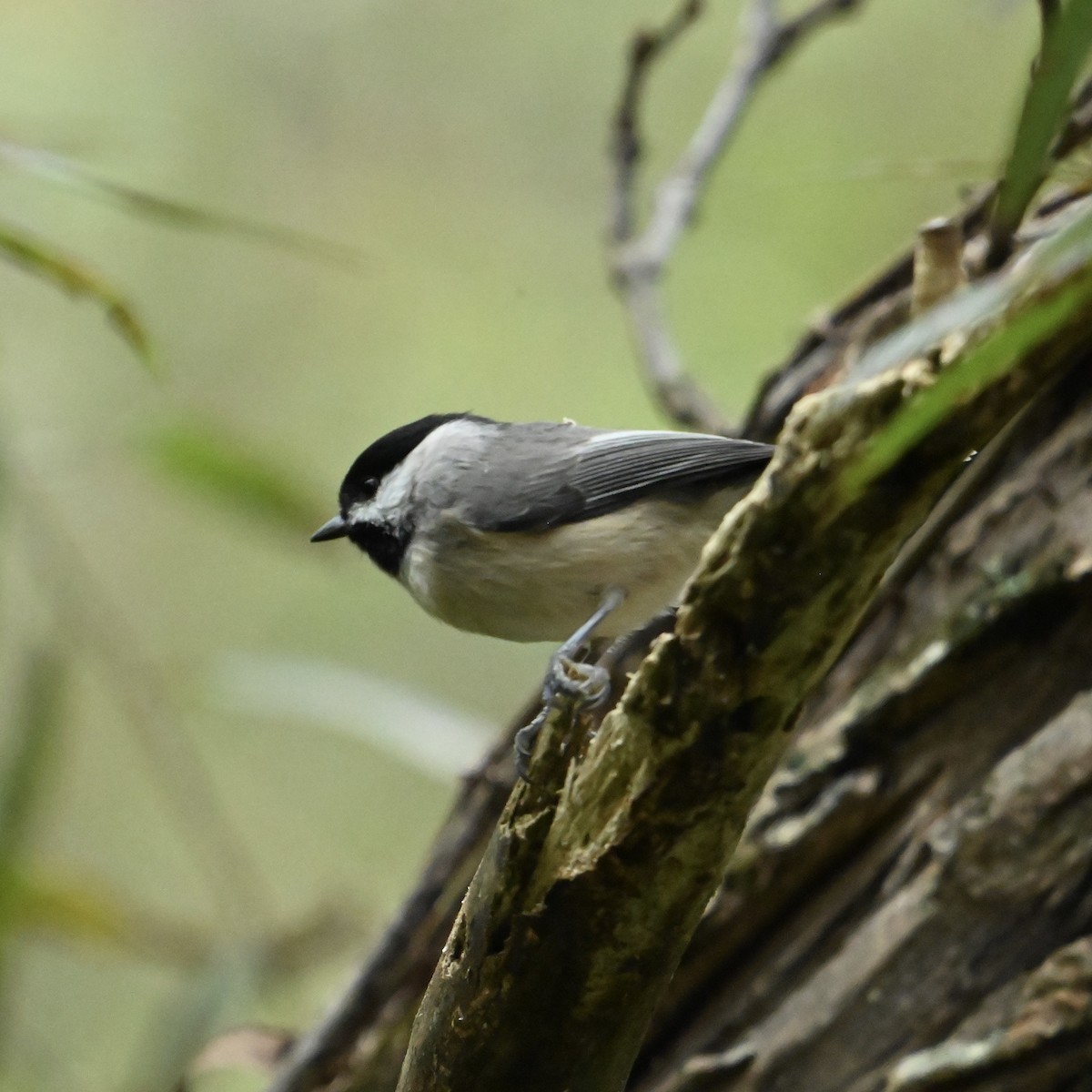 sýkora karolínská - ML624465268