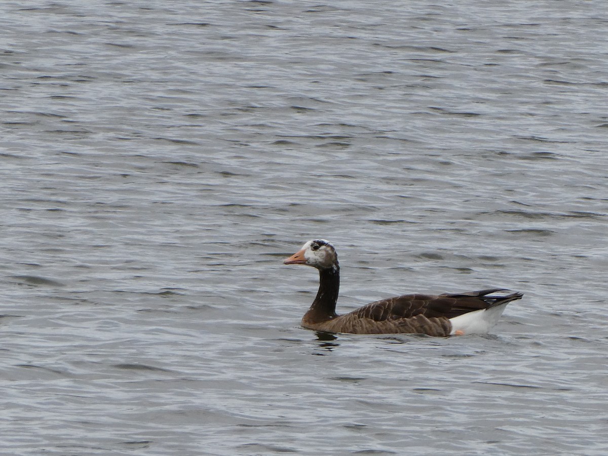 Graylag x Canada Goose (hybrid) - ML624465399