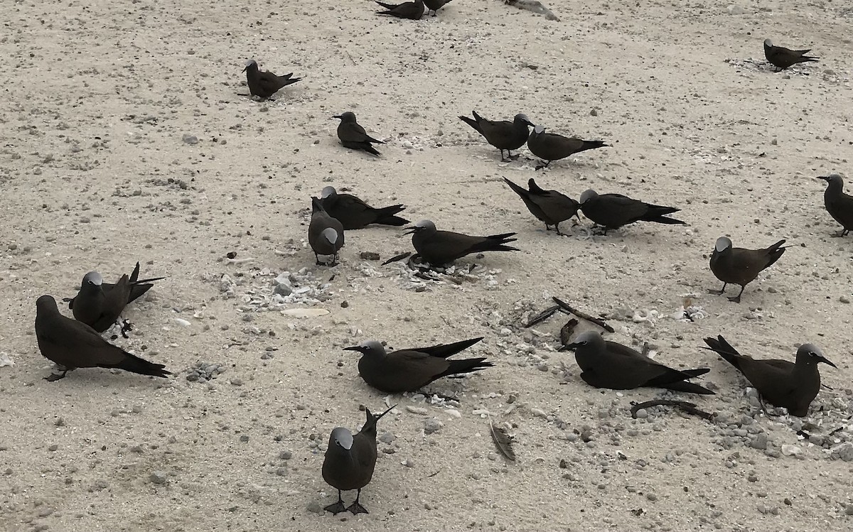 Brown Noddy - ML624465467