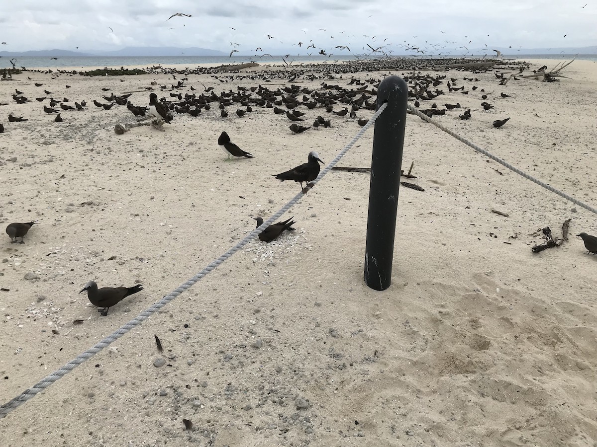 Brown Noddy - ML624465469