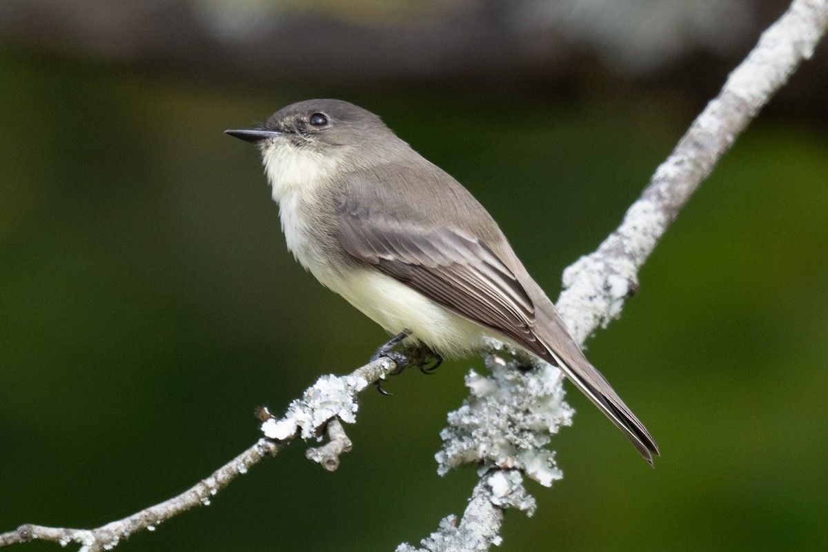 Eastern Phoebe - ML624465483