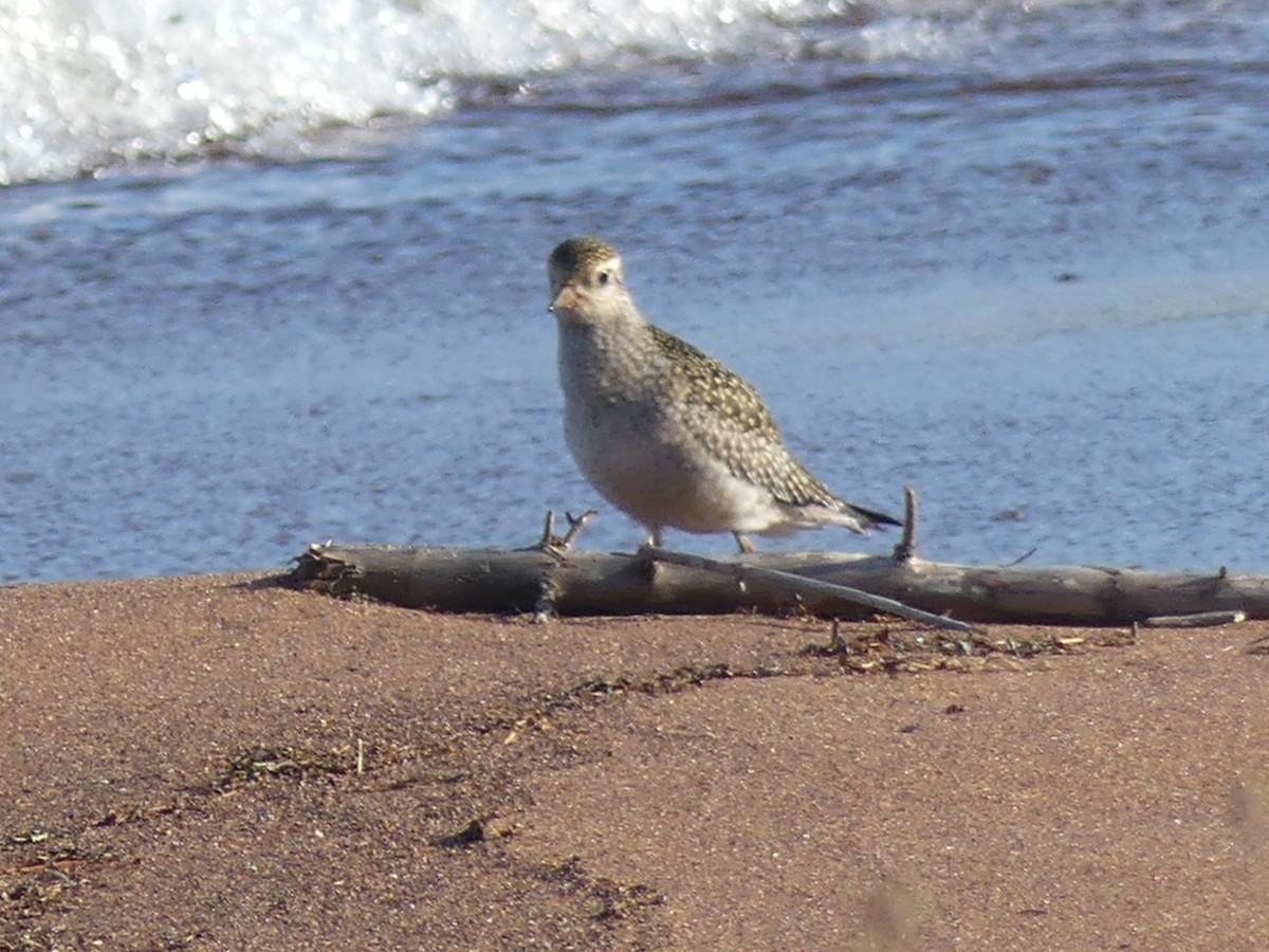 American Golden-Plover - ML624465487