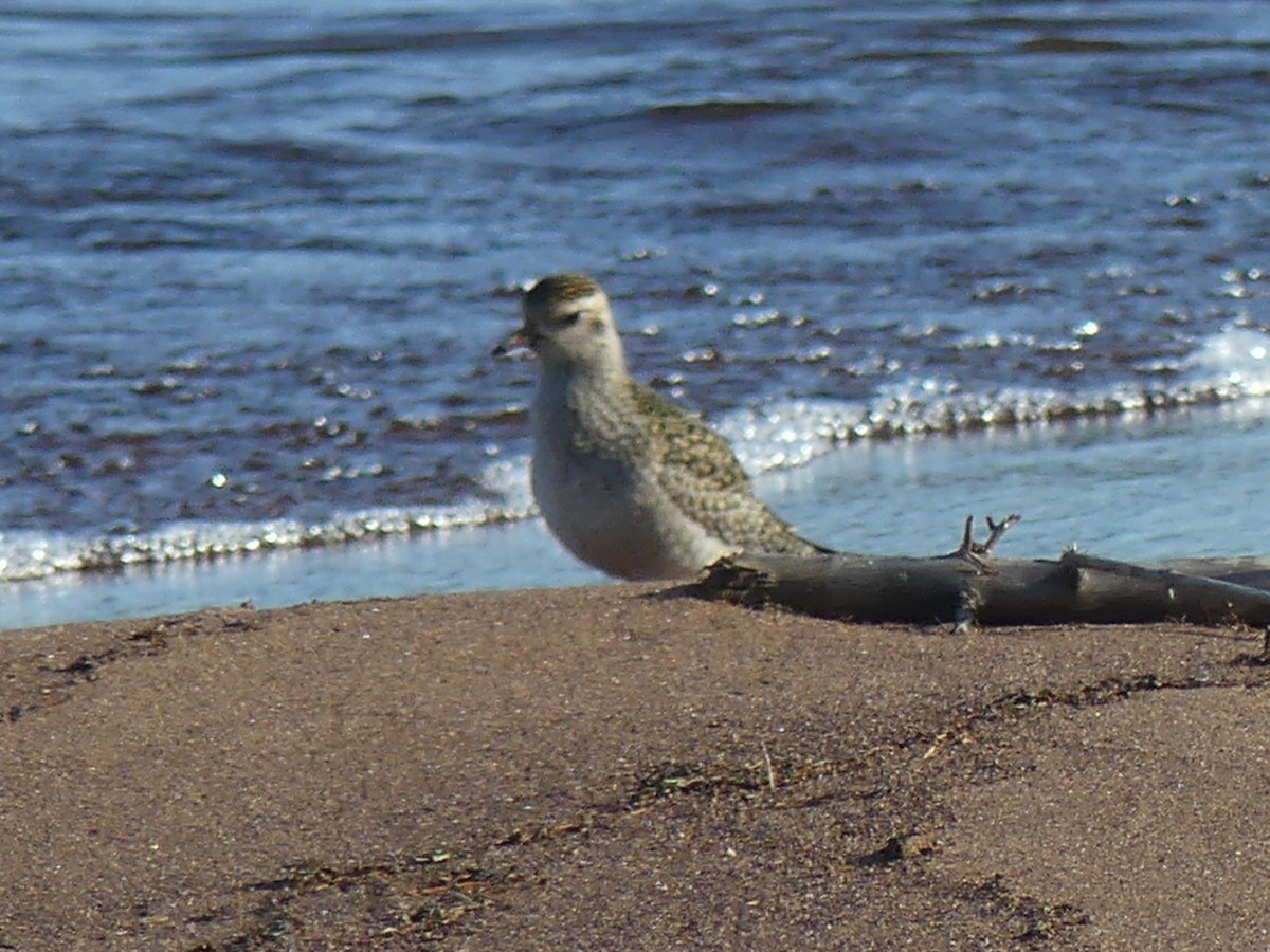 American Golden-Plover - ML624465488