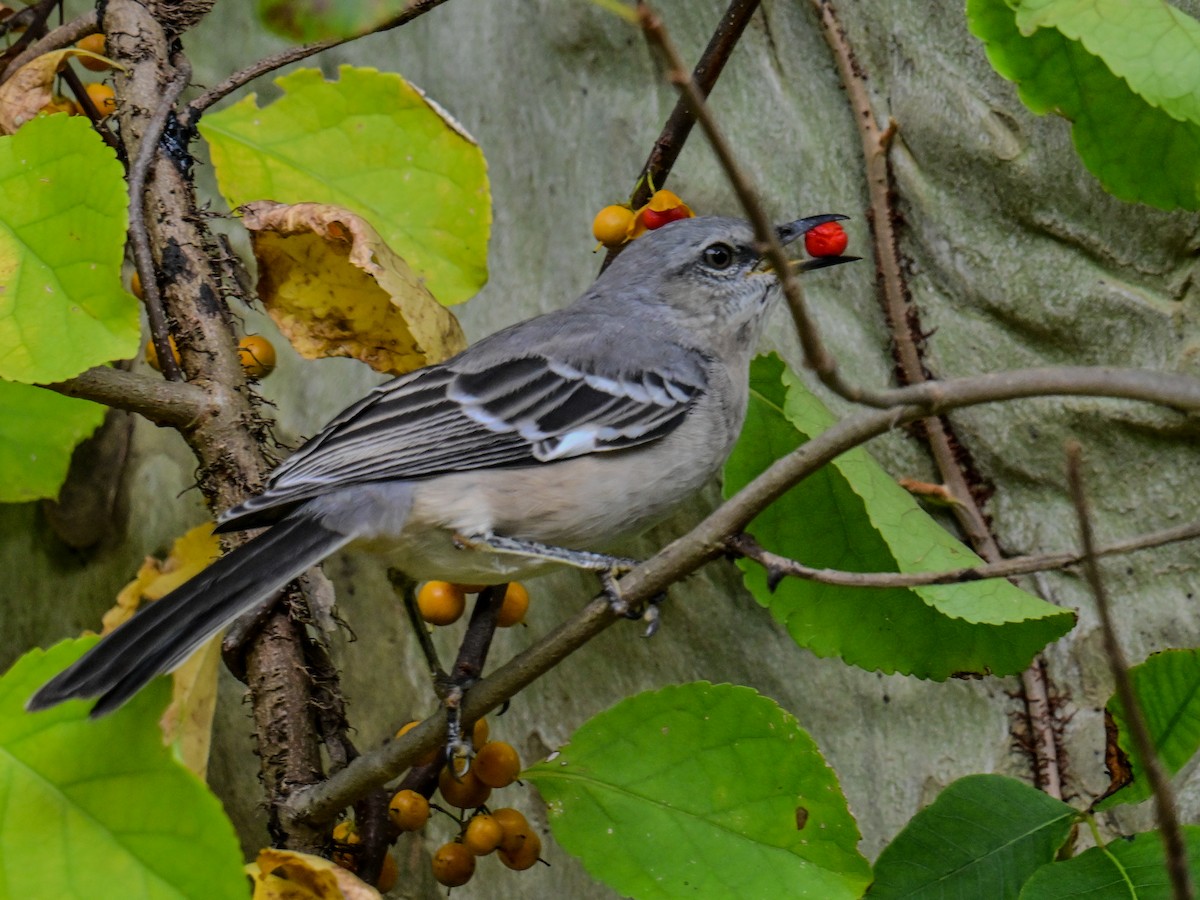 Northern Mockingbird - ML624465489