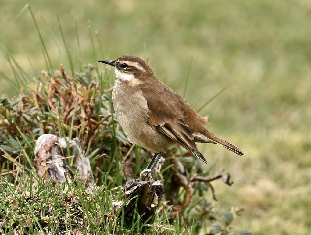 Chestnut-winged Cinclodes - ML624465518