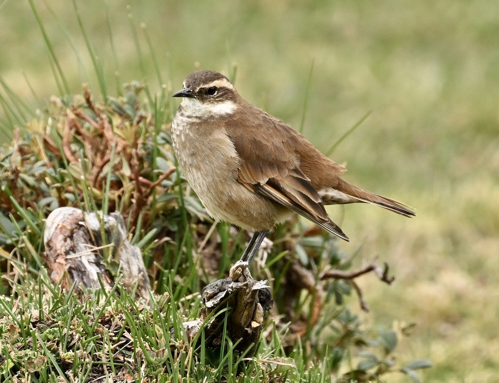 Chestnut-winged Cinclodes - Dana Miller-Blair