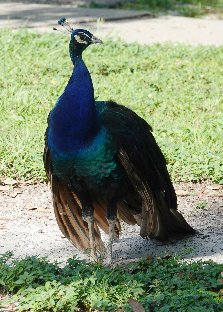 Indian Peafowl - ML624465551