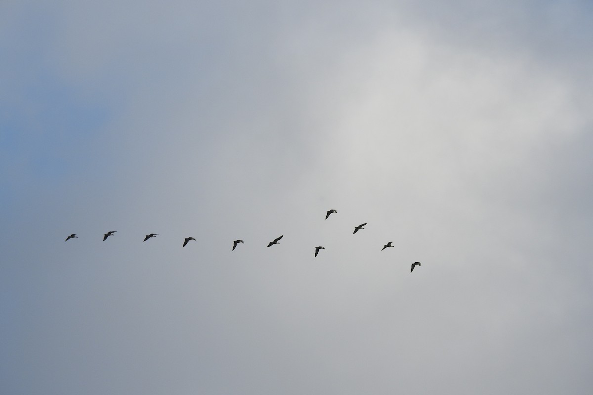 Pink-footed Goose - ML624465582