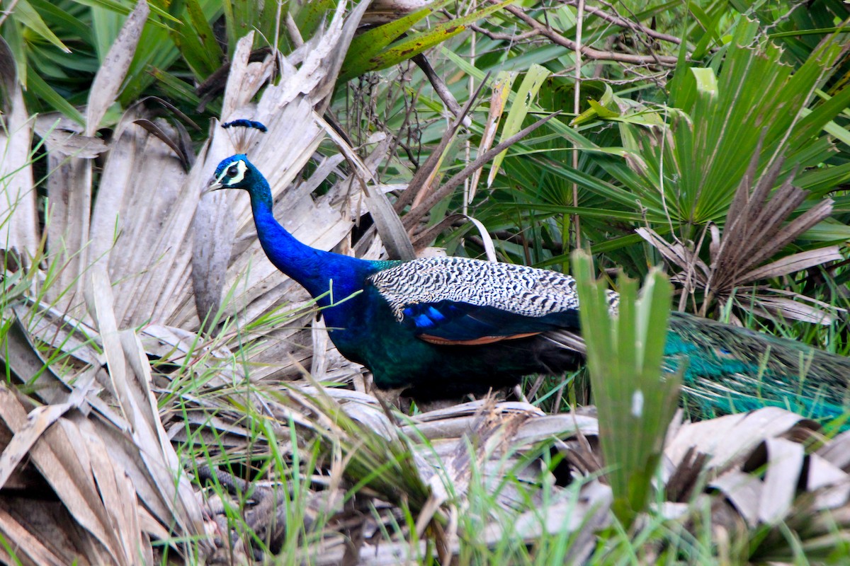 Indian Peafowl - Krishnamoorthy Muthirulan