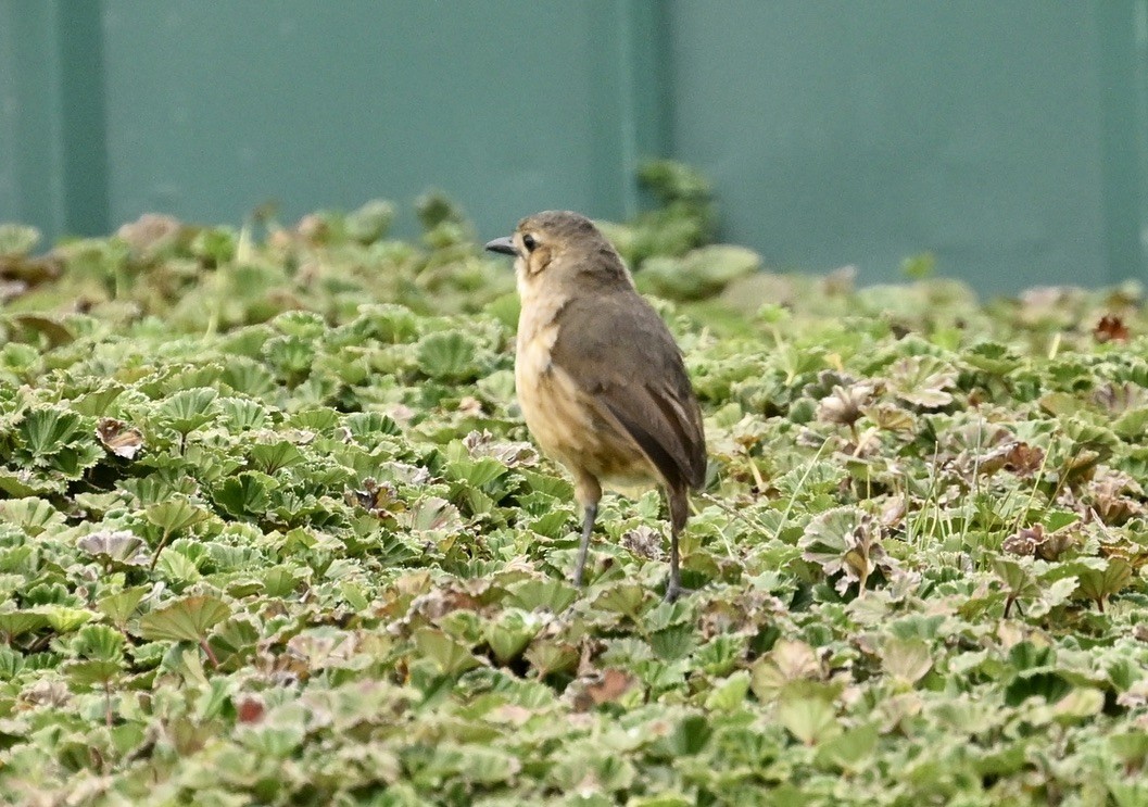 Tawny Antpitta - ML624465608