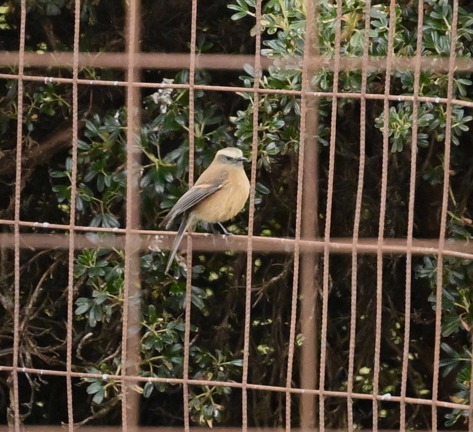 Brown-backed Chat-Tyrant - ML624465638