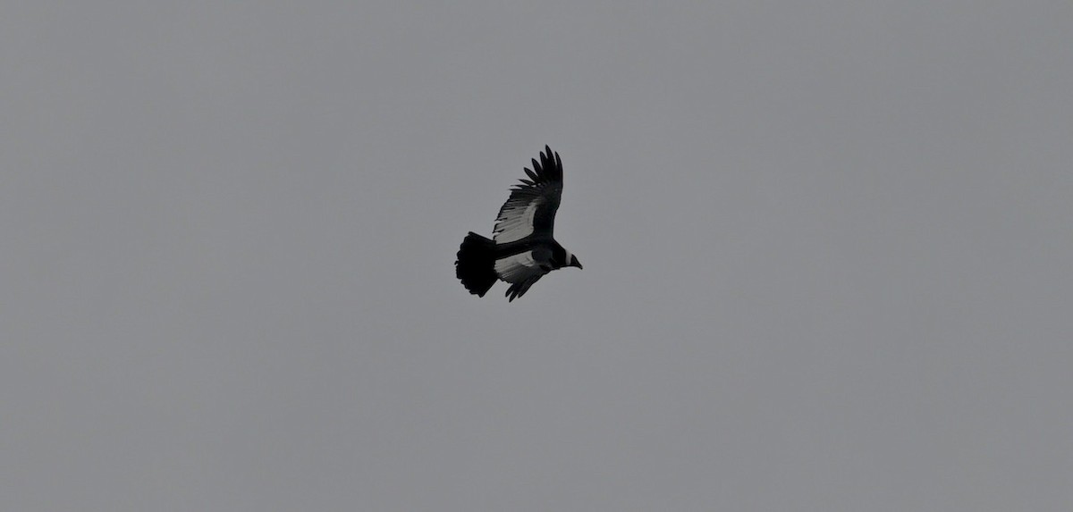 Andean Condor - Dana Miller-Blair