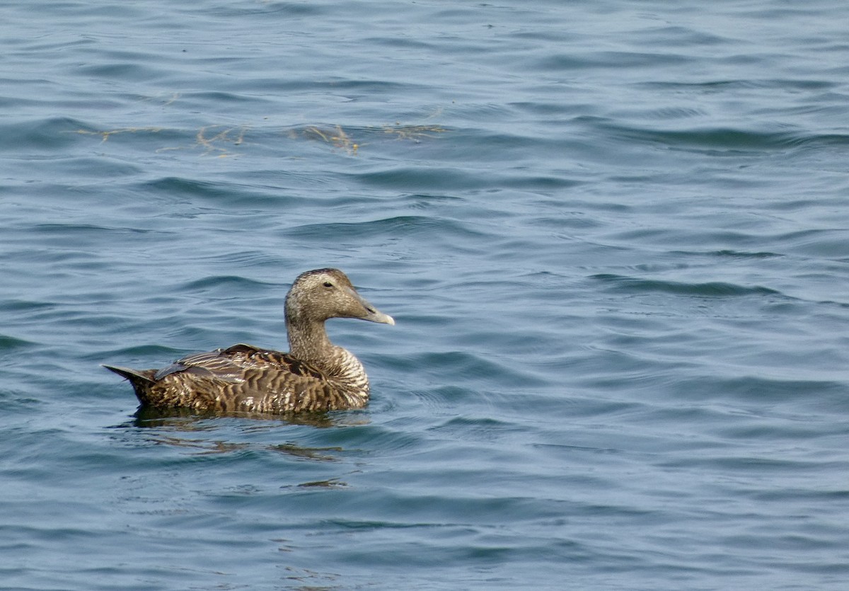 Eider arrunta - ML624465679