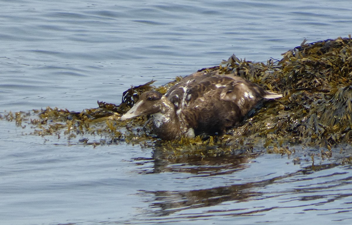 Eider arrunta - ML624465680