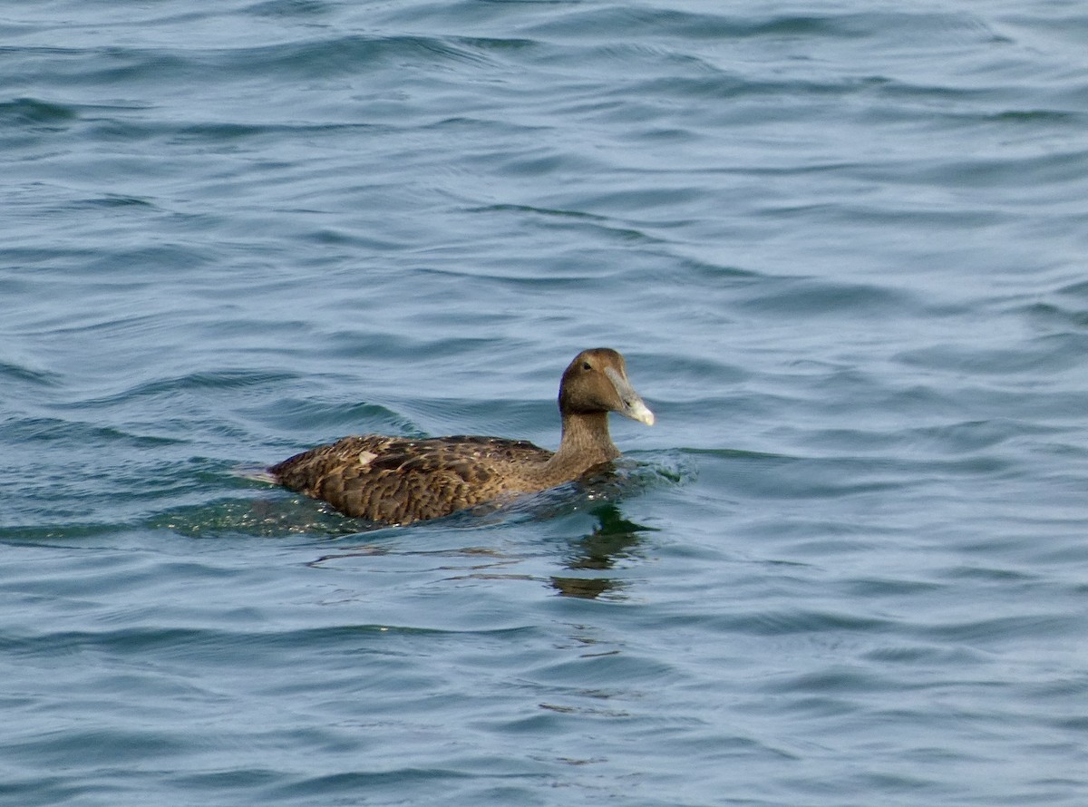 Eider arrunta - ML624465681