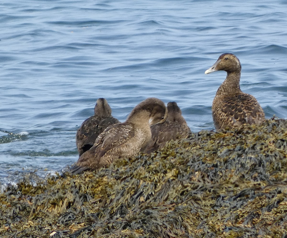 Eider arrunta - ML624465687