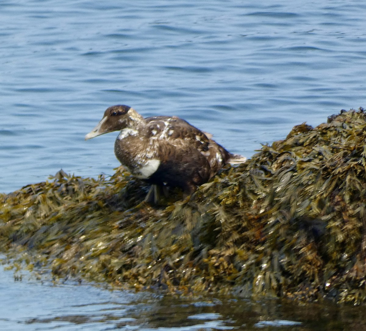 Eider arrunta - ML624465689