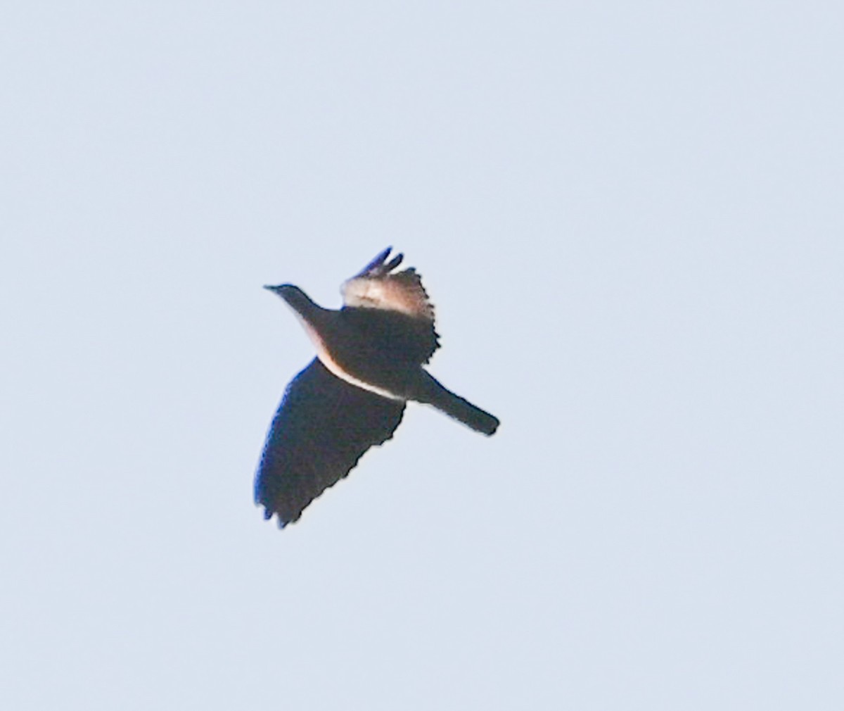 Picazuro Pigeon - ML624465710