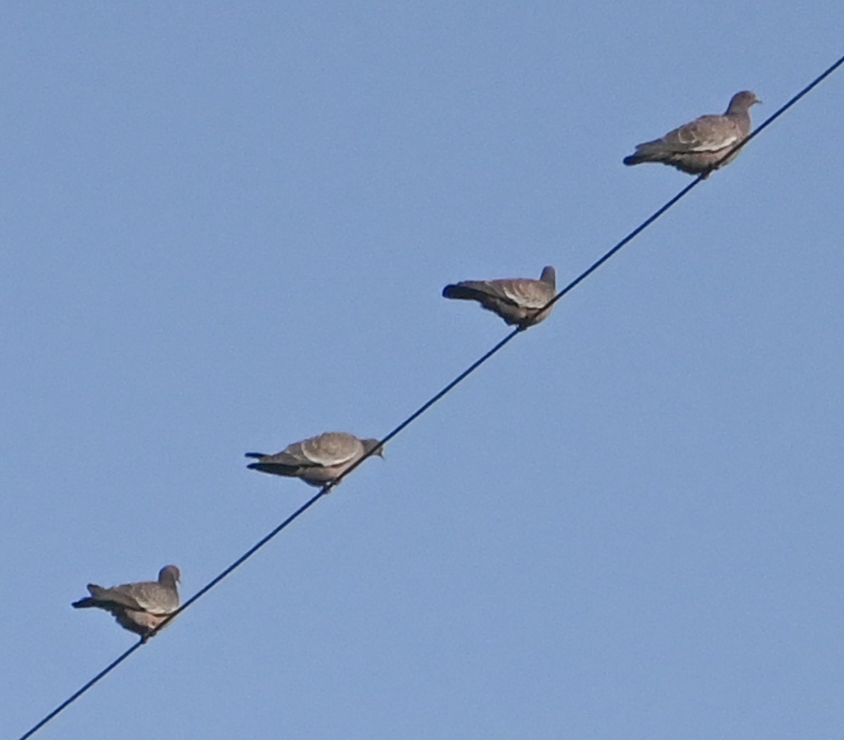 Picazuro Pigeon - ML624465711