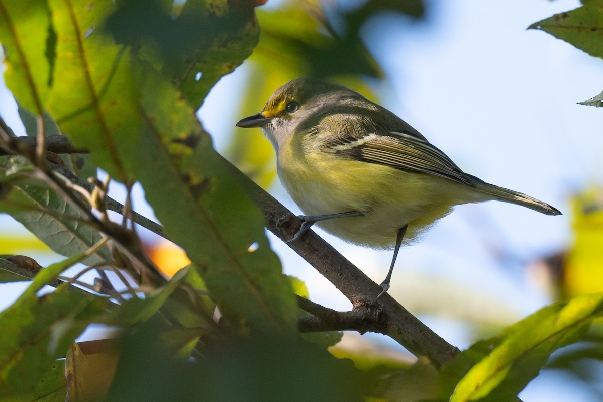 White-eyed Vireo - ML624465755