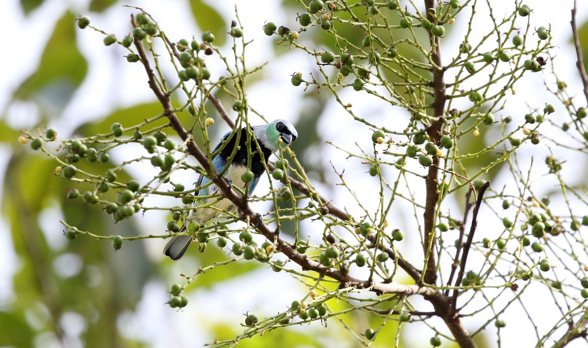 Masked Tanager - ML624465789