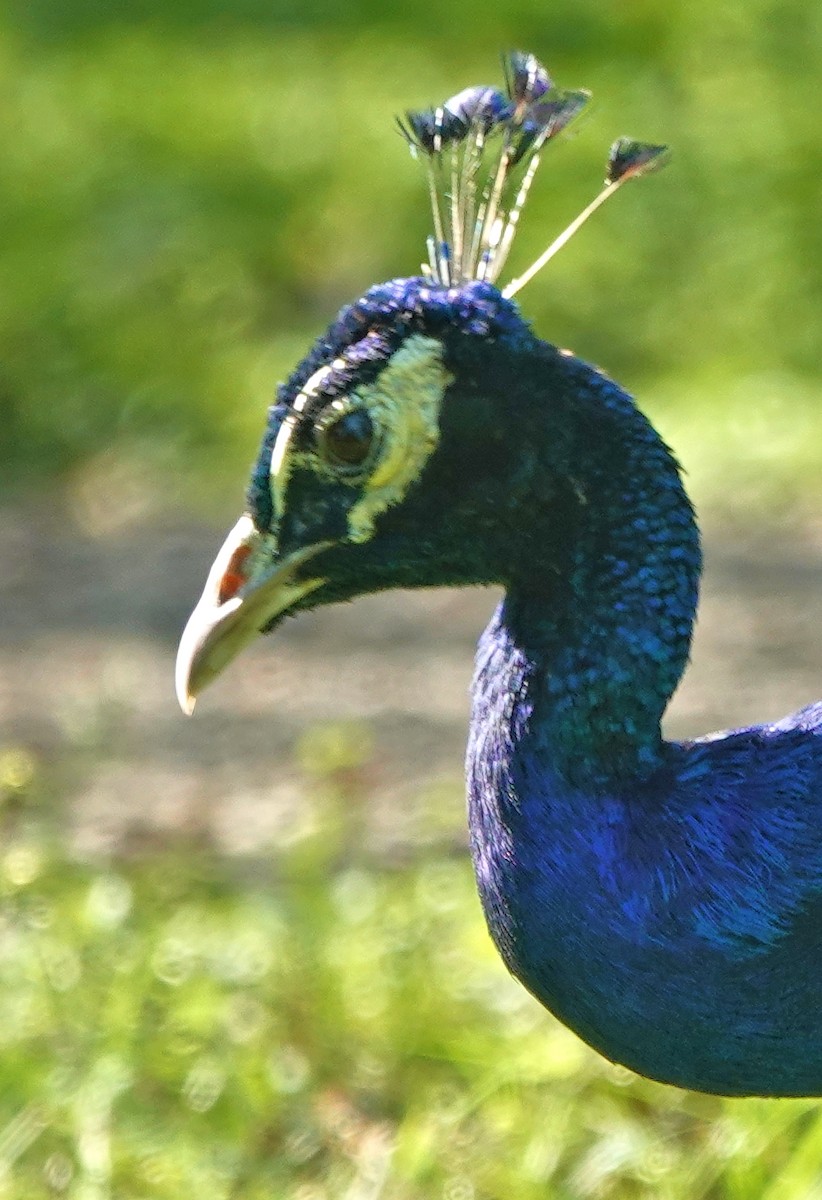 Indian Peafowl - ML624465806