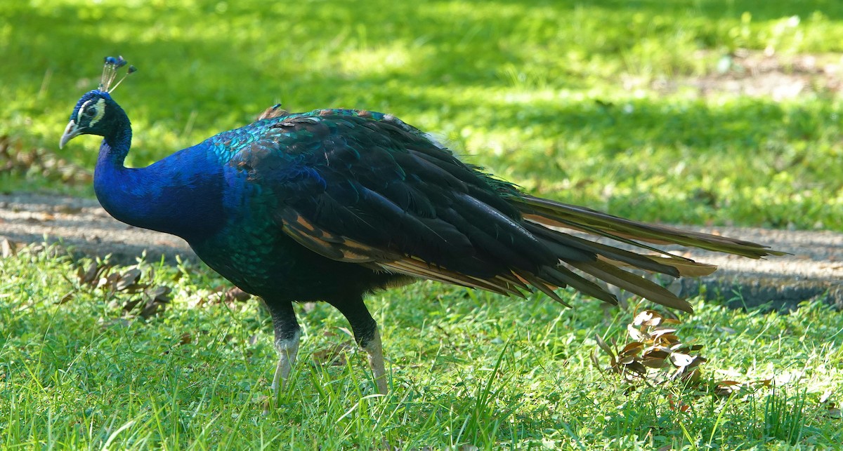 Indian Peafowl - ML624465808