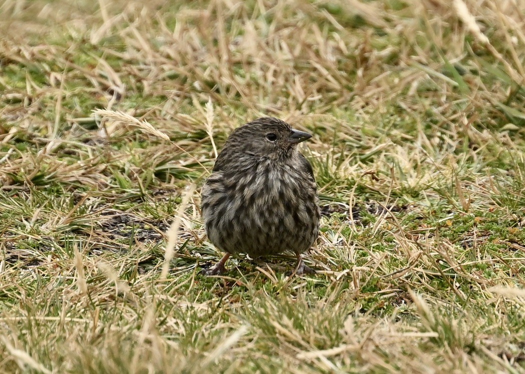 Plumbeous Sierra Finch - ML624465810