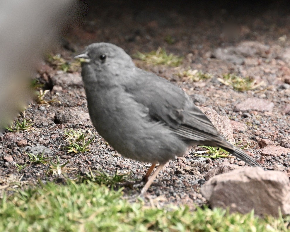 Plumbeous Sierra Finch - ML624465829