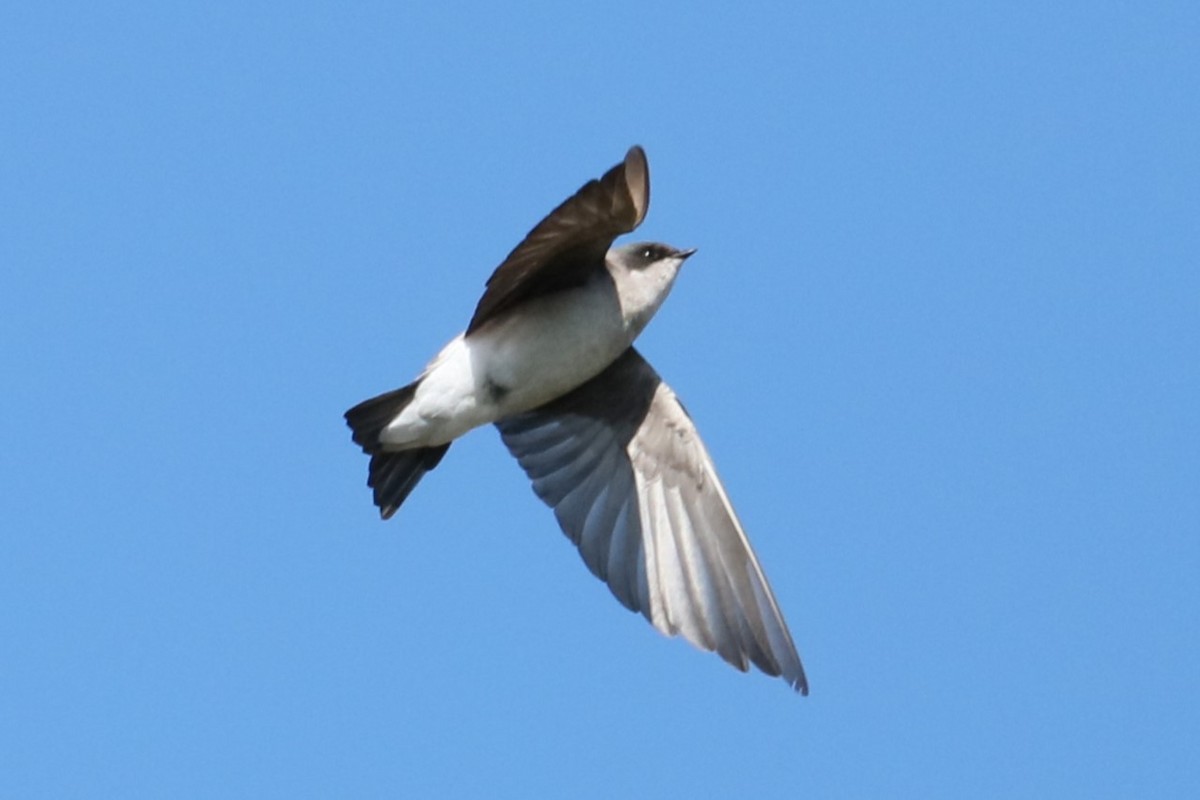 Tree Swallow - ML624465845