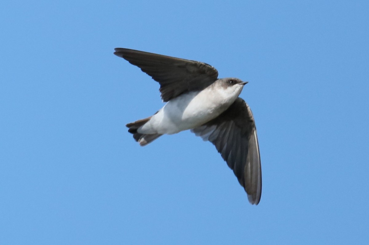 Tree Swallow - ML624465850