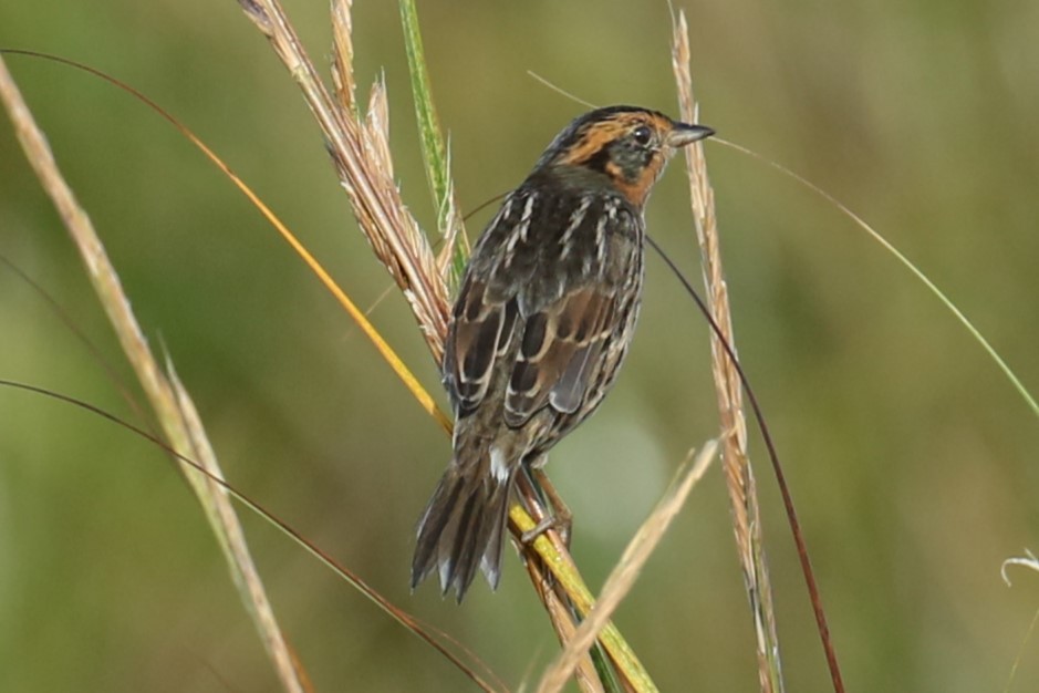 Saltmarsh Sparrow - ML624465862